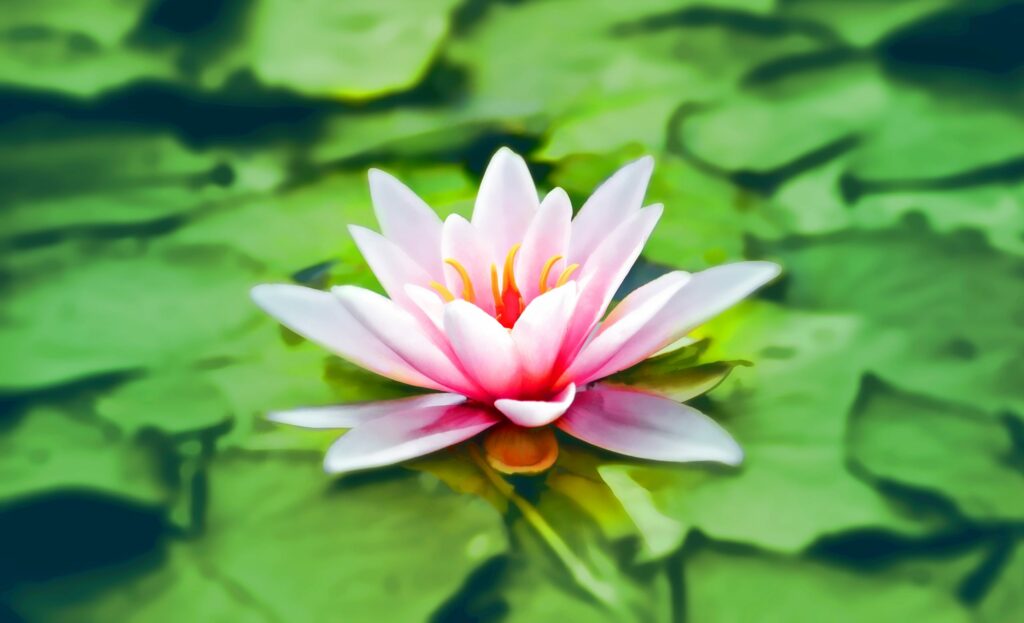 Photo by Pixabay from Pexels