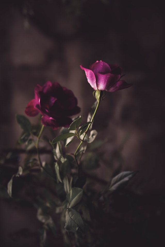 Photo by Wendy van Zyl from Pexels