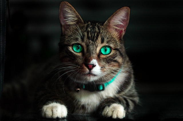 Photo by Kelvin Valerio from Pexels